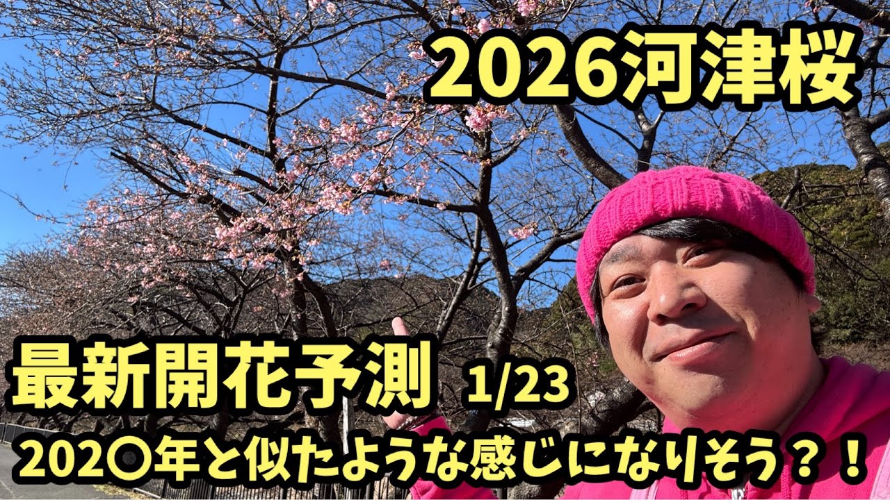 【2026河津桜】 1/23 最新開花予測 河津桜まつり