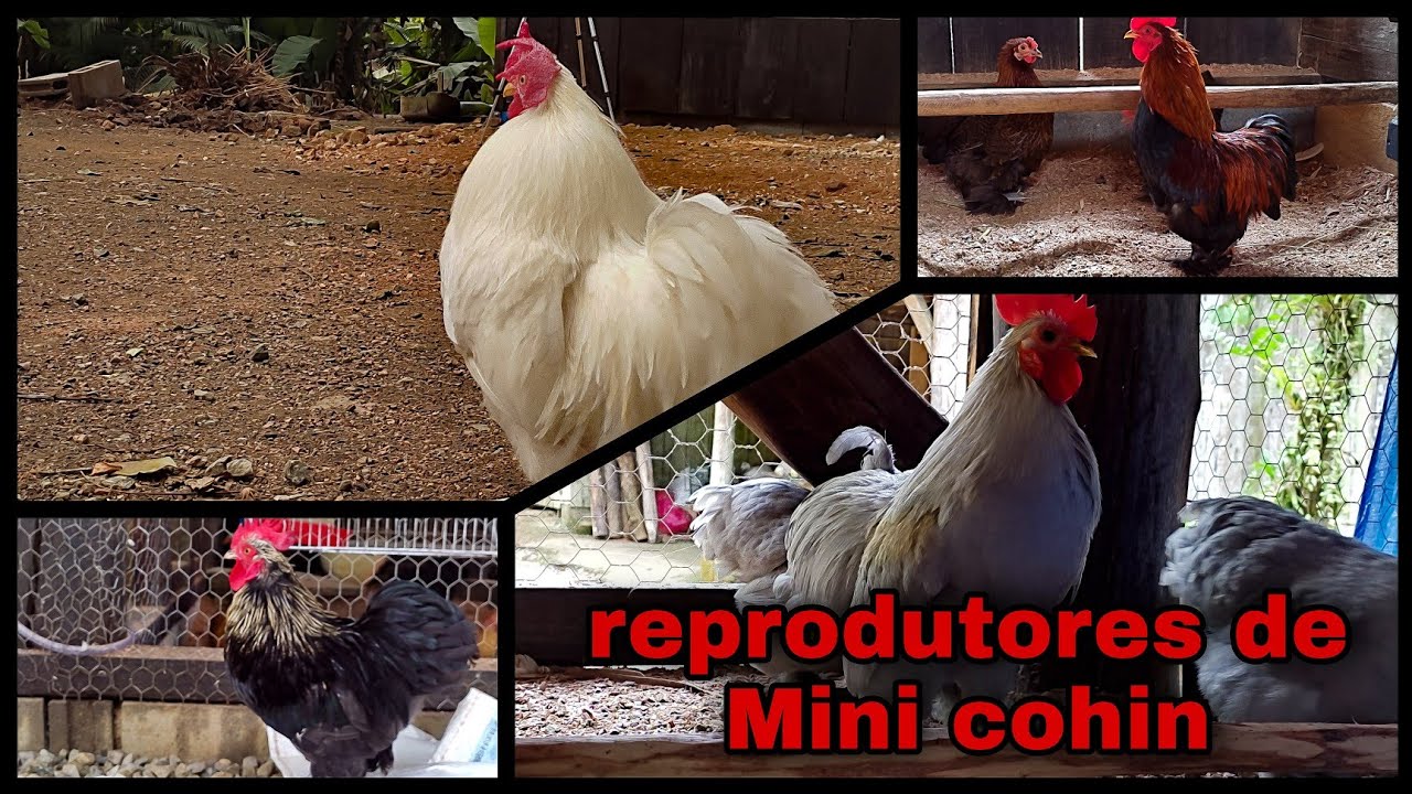 nossos reprodutores de mini Cochin  em detalhes 🐓🐓