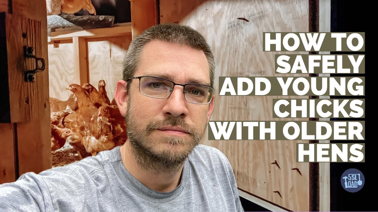 How To Add Your New Chicks To Your Flock