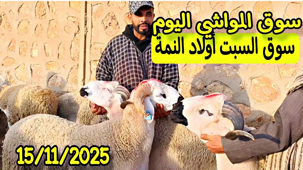 مباشرة من سوق السبت أولاد النمة الحولي والحولية والنعجة تاريخ 15/11/2025 فرجة ممتعة 🐑🐑🇲🇦