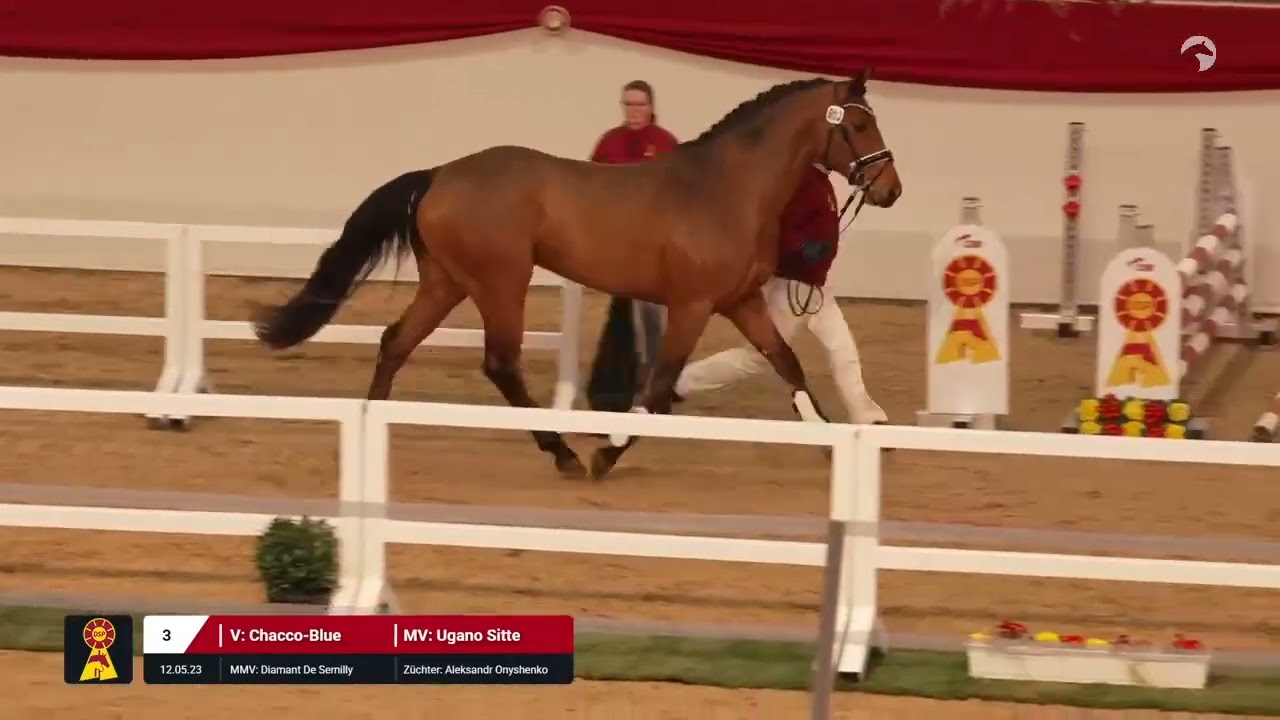 Lot 3 v. Chacco-Blue / Ugano Sitte