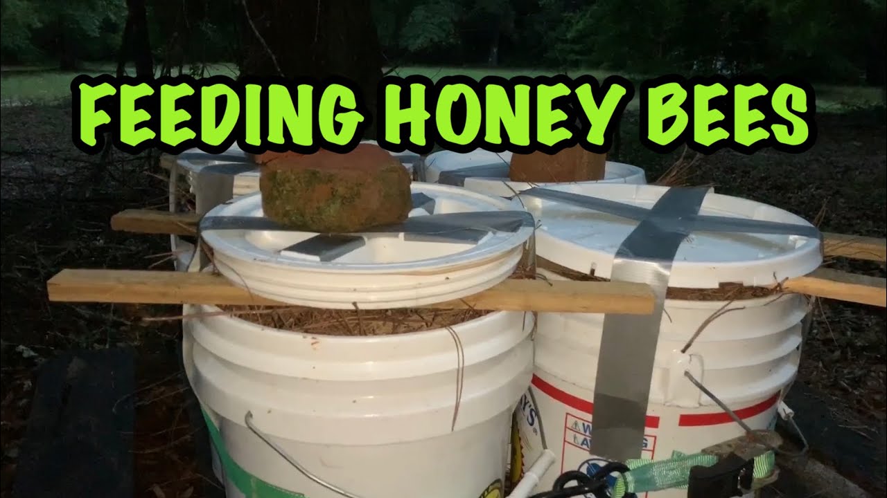 Open FEEDING Honey BEES