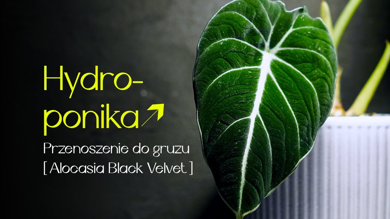 HYDROPONIKA - PIERWSZE KROKI. PRZENOSZĘ DO GRUZU WSZYSTKIE SWOJE ALOKAZJE!