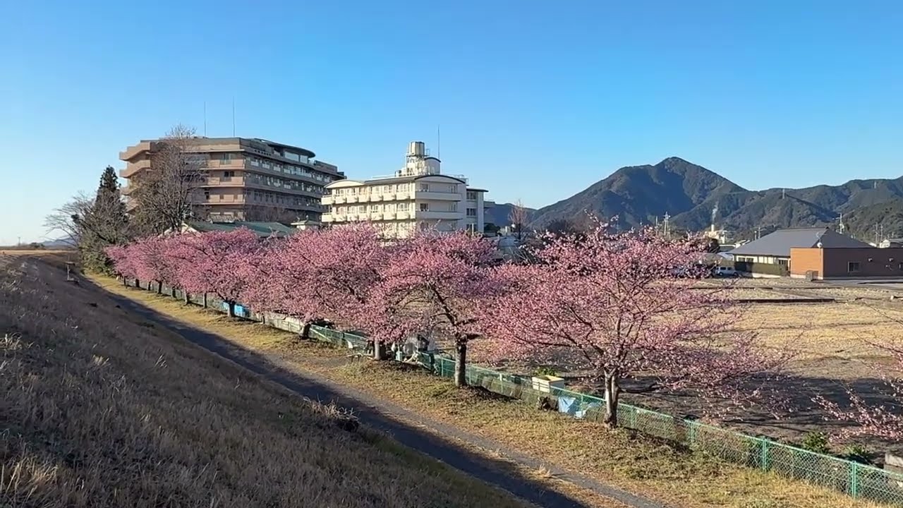 【静岡市】美和桜 2026.2.19
