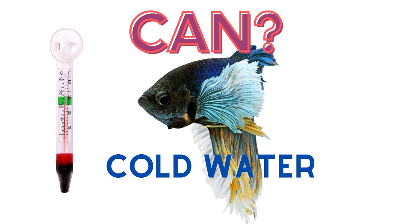 Can Betta Fish Live in Cold Water? - Betta fish information