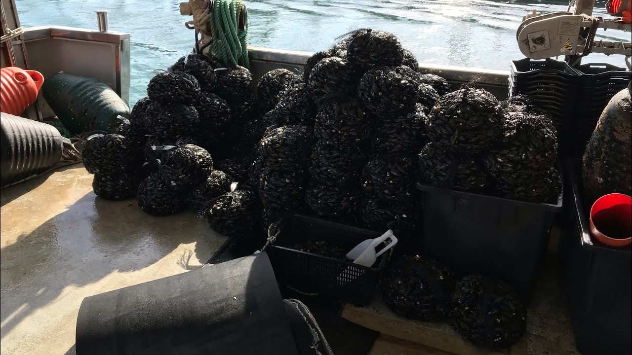 Cozze di Cervia 🇮🇹 lavorazione cozze di alta qualità ⚓️ confezionato locale a bordo m/p Tsunami