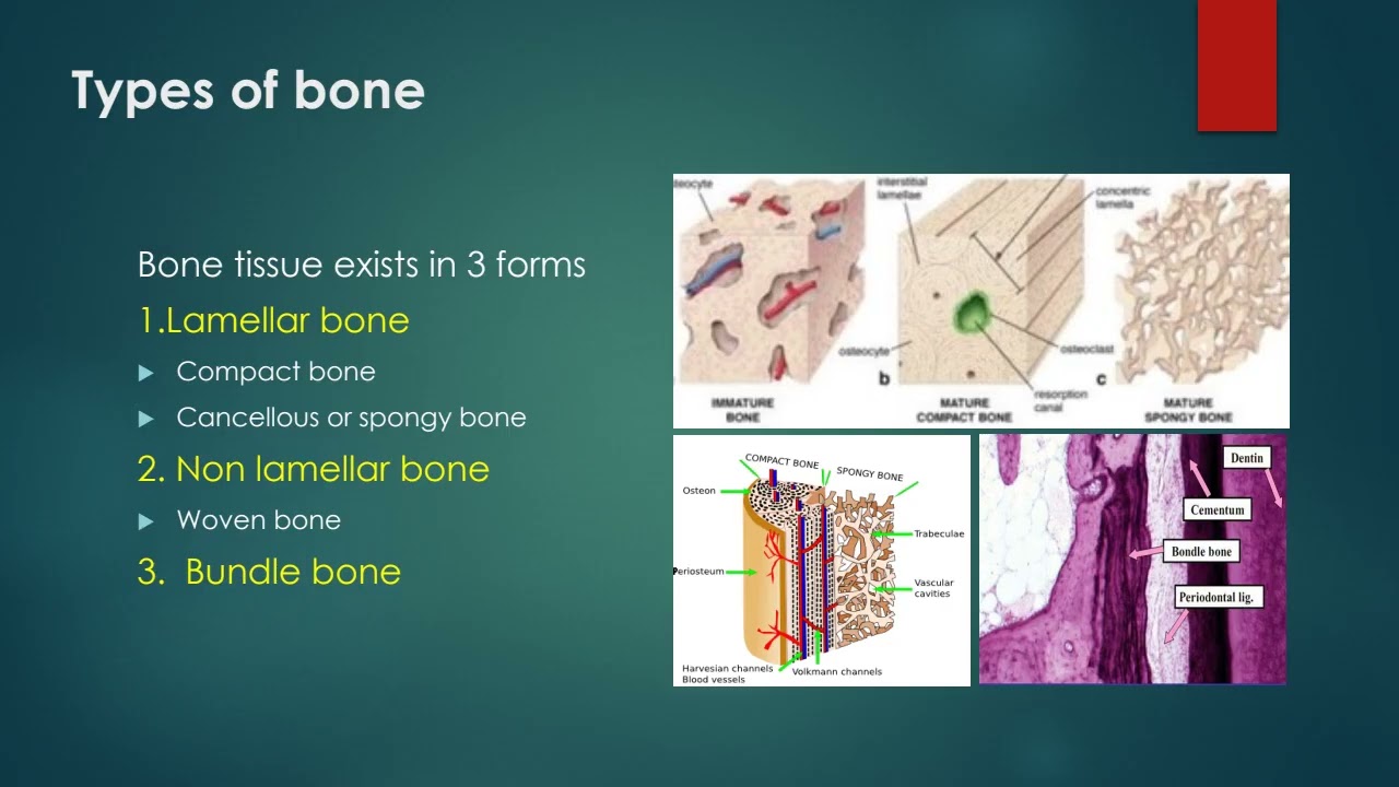 Dental Implantology | L3-Bone physiology & Osseointegration