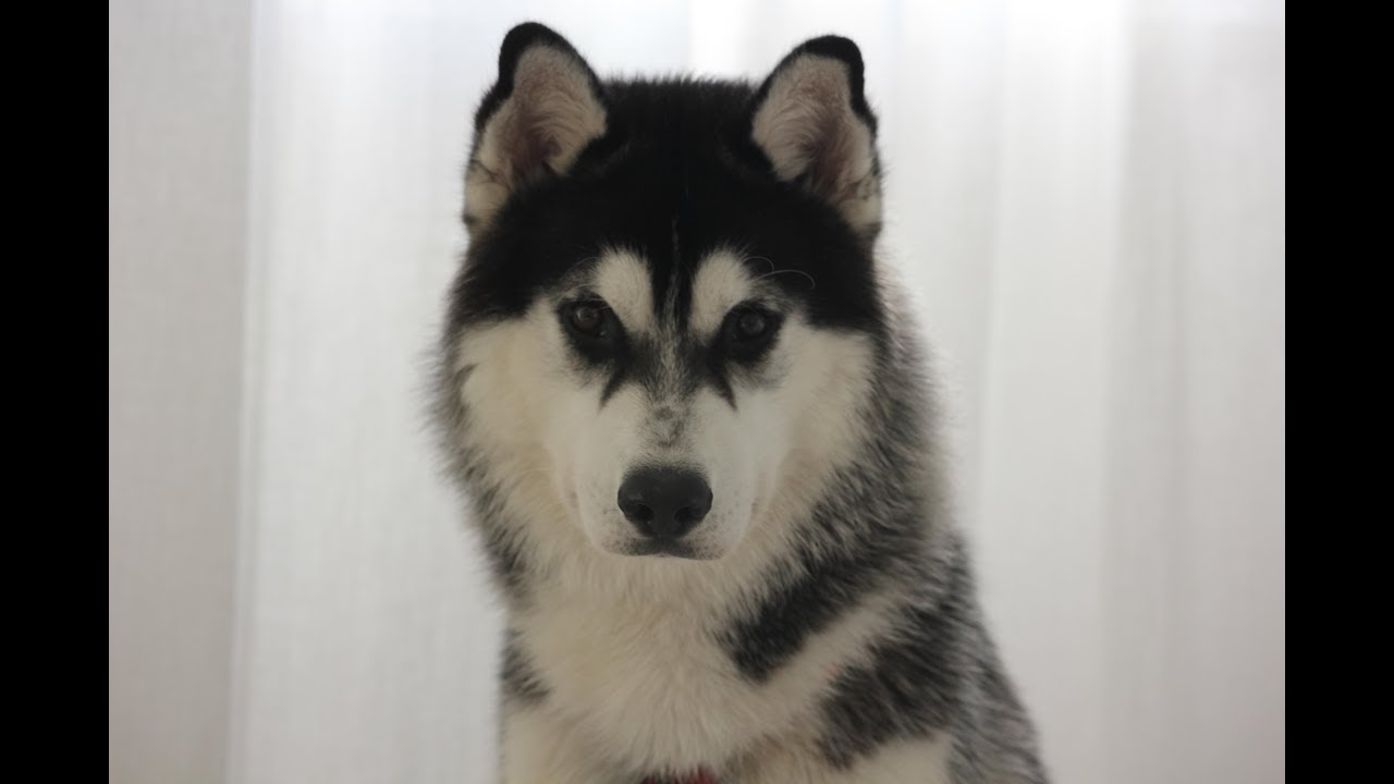 Wie erziehe ich einen Huskywelpen?