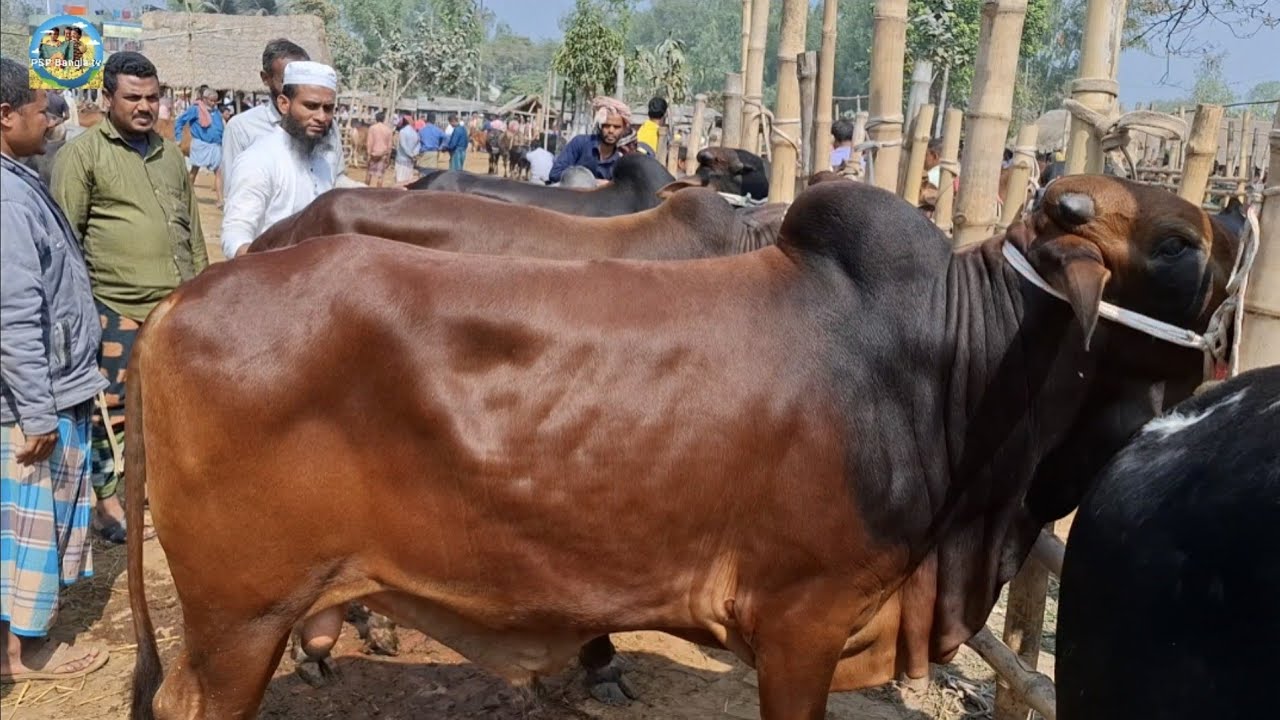 @ 26/2/2026|| নোয়াখালীর ব্যবসায়ীর খামার উপযোগী কুরবানির ষাঁড় গরু কেনা আমবাড়ী হাটে||