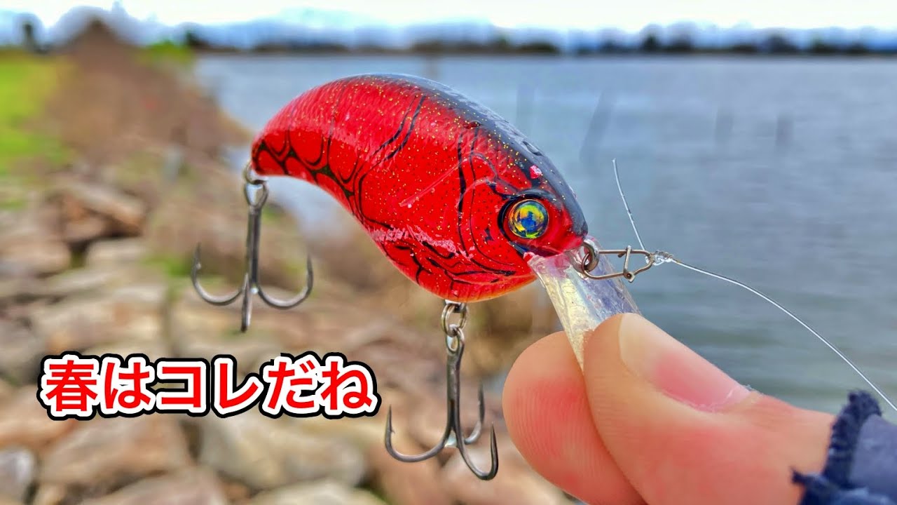 【バス釣り】春バスを求めてリベンジ！5日琵琶湖でおかっぱりバス釣りしてきました！