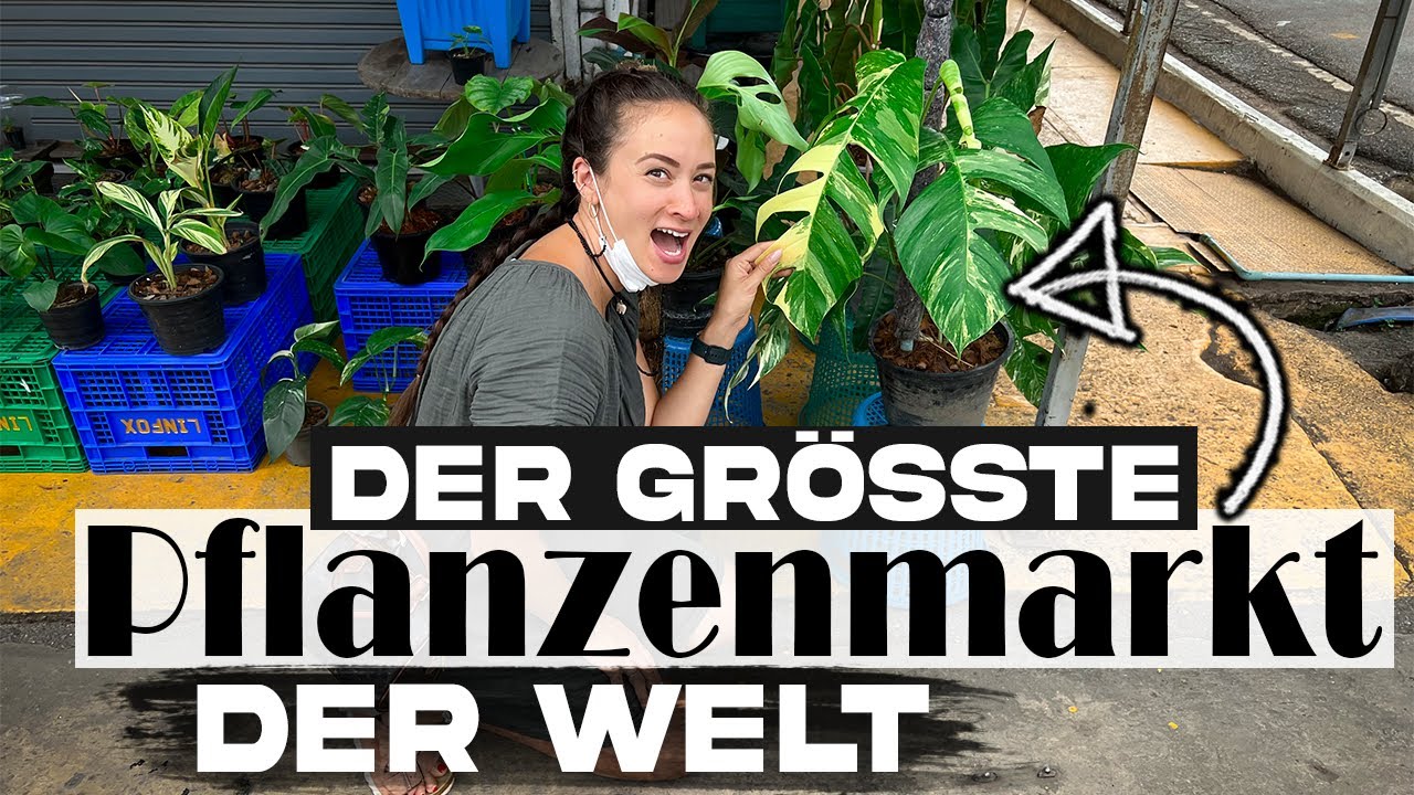 Auf dem GRÖßTEN & KRASSESTEN  PFLANZENMARKT der WELT 🌿 Rare Plants 😱