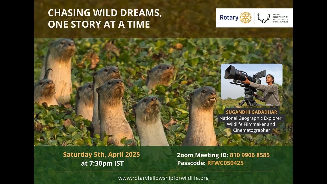Chasing wild dreams, one story at a time