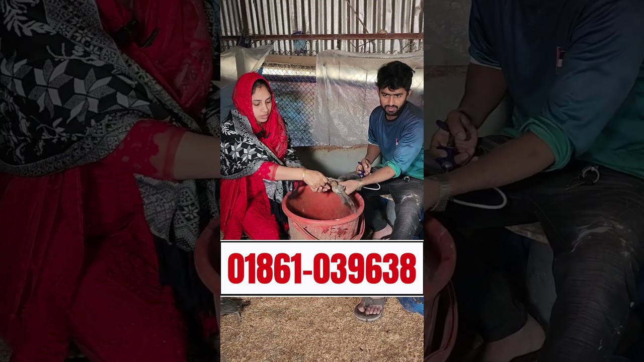 Buy vaccinated Foumi chickens from Sakhi Apa