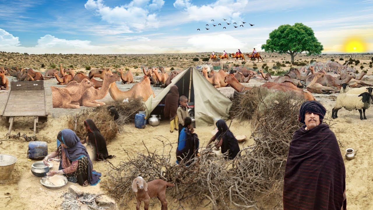 People living in the desert and their morning routine Camel herders desert life style #life #camel