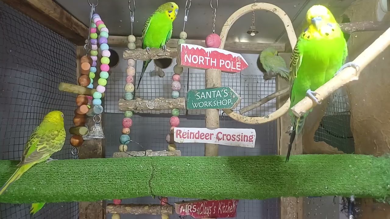 It talks in a way that leaves us speechless 😳🦜