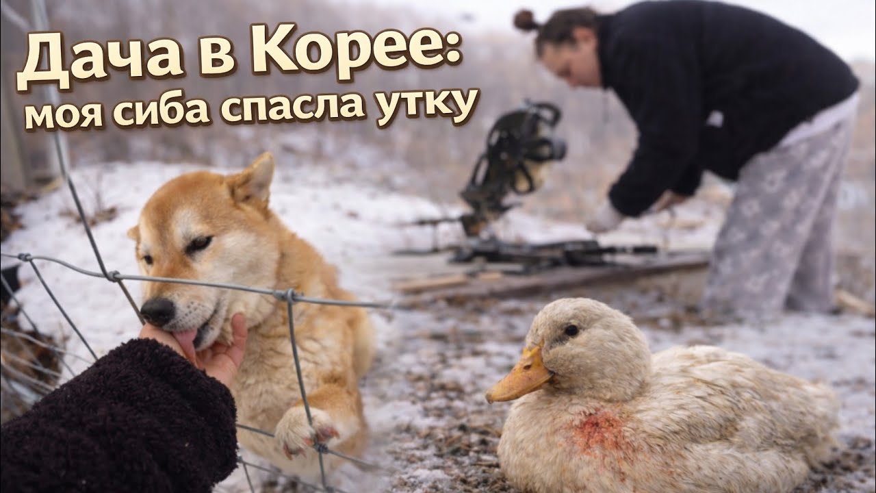 Я облажалась! Кот сожрал цыплят, но собака спасла утку / KOREA VLOG /
