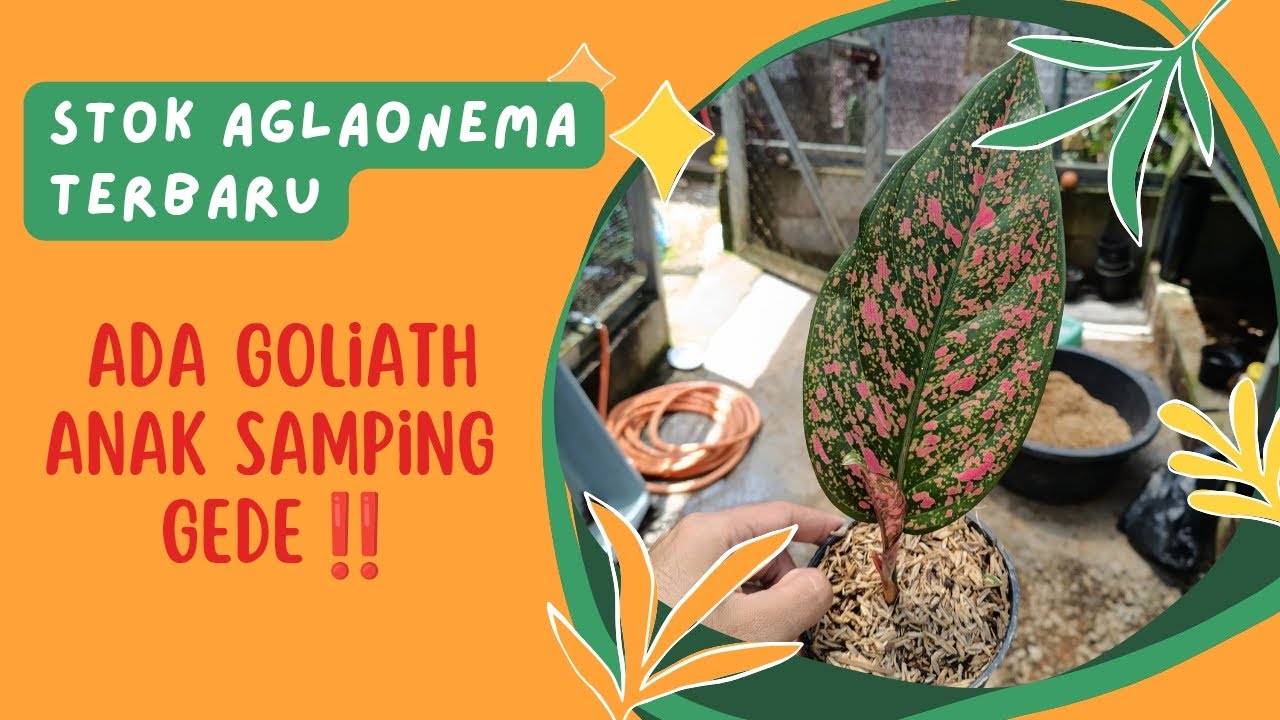STOK AGLAONEMA HARI INI ADA GOLIATH ANAK SAMPING GEDE😱