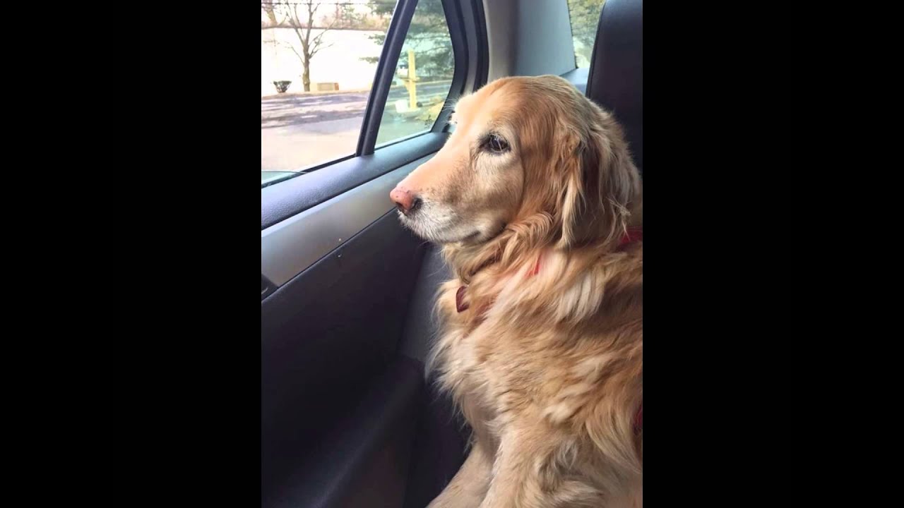 Tribute to my dog that passed away.