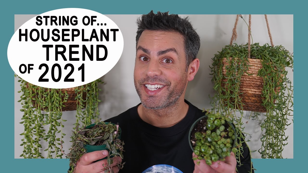 Houseplant Trends 2021: My Entire String Of Collection - Soil Mix, Care Tips, and Propogation!