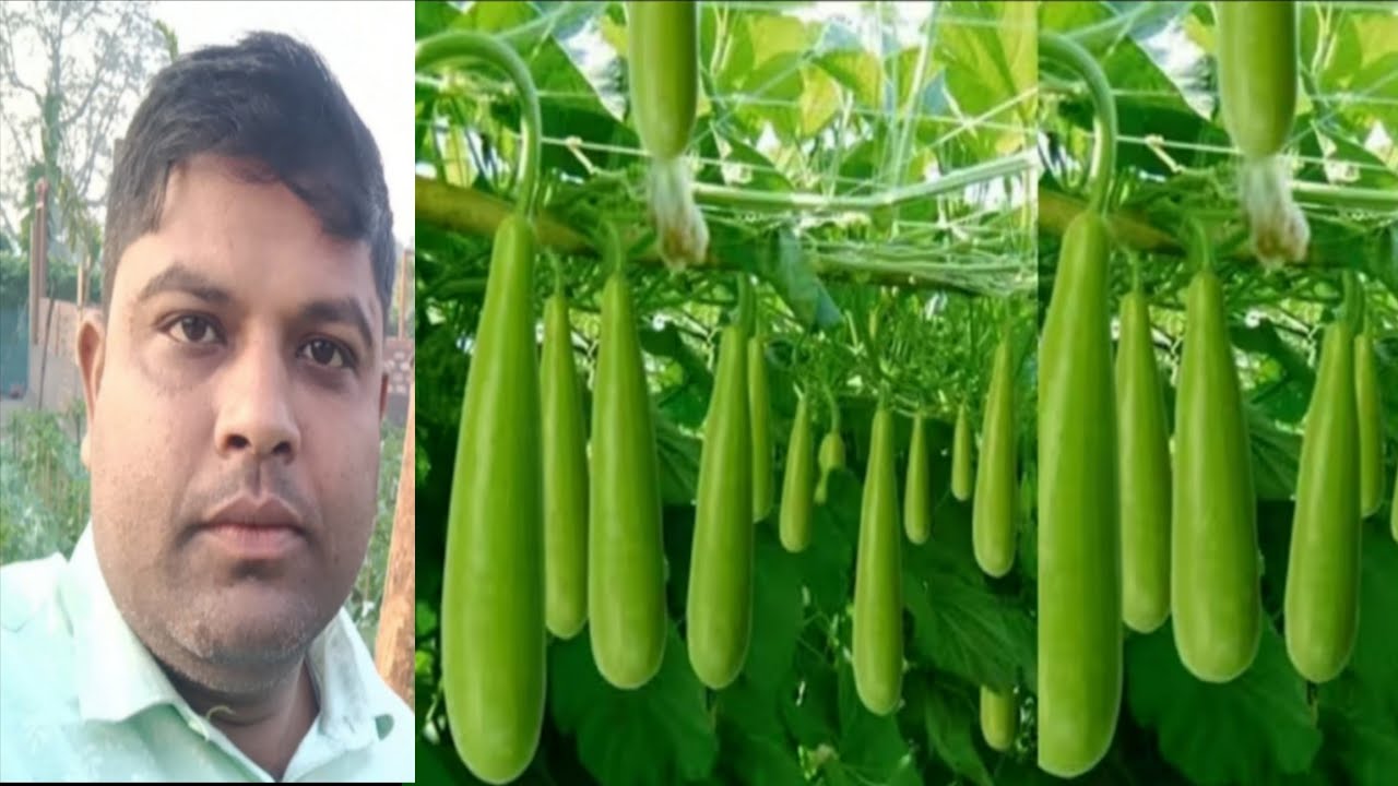  পানীলাও খেতি। বৰ্তমান সময়ত কোনটো গুটি দিব। গছৰ পাত হালধীয়া আৰু লাওবোৰ পচিলে 7002163162 ফোন কৰিব।