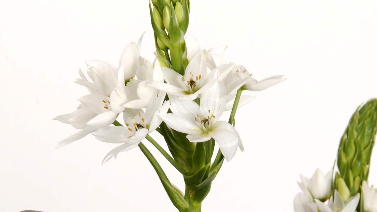 El ornithogalum thyrsoides, cuidados y consejos - Decogarden - Jardinatis