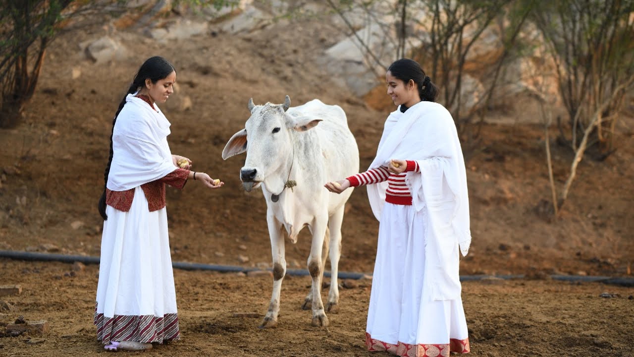 वत्सला को वात्सल्य देंने पहुँची ब्रज बालिका साध्वी मुरलिका जी,साध्वी श्रीजी  (श्री माता जी गौशाला)