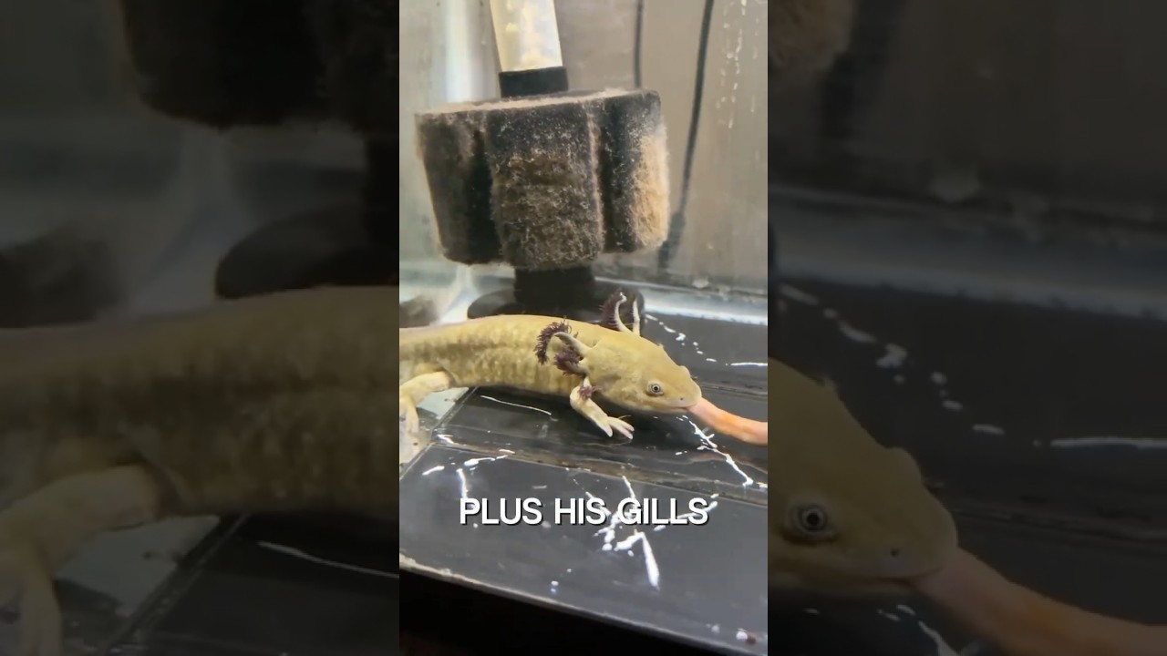 1 Week of Keeping a Water dog as a pet #waterdog #axolotl #aquarium #pet #salamander #fishtank #worm