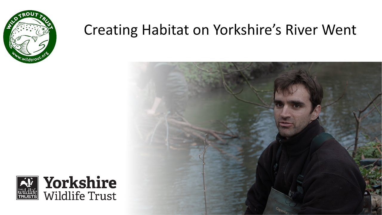 Creating Habitat on Yorkshire's River Went