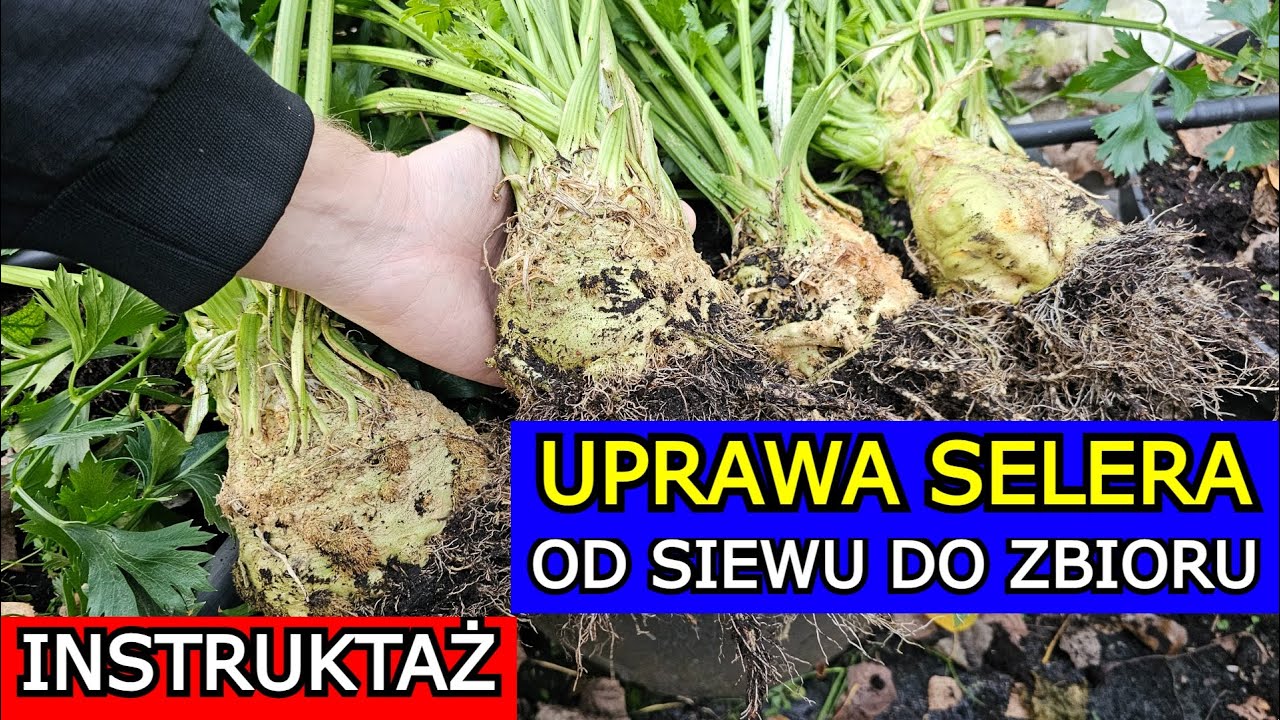 Jak uprawiać Seler OD SIEWU DO ZBIORU. Jak siać sadzić Seler korzeniowy naciowy Uprawa krok po kroku