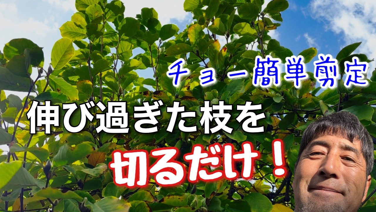 【白木蓮剪定】冬の剪定はこれだけでいい！