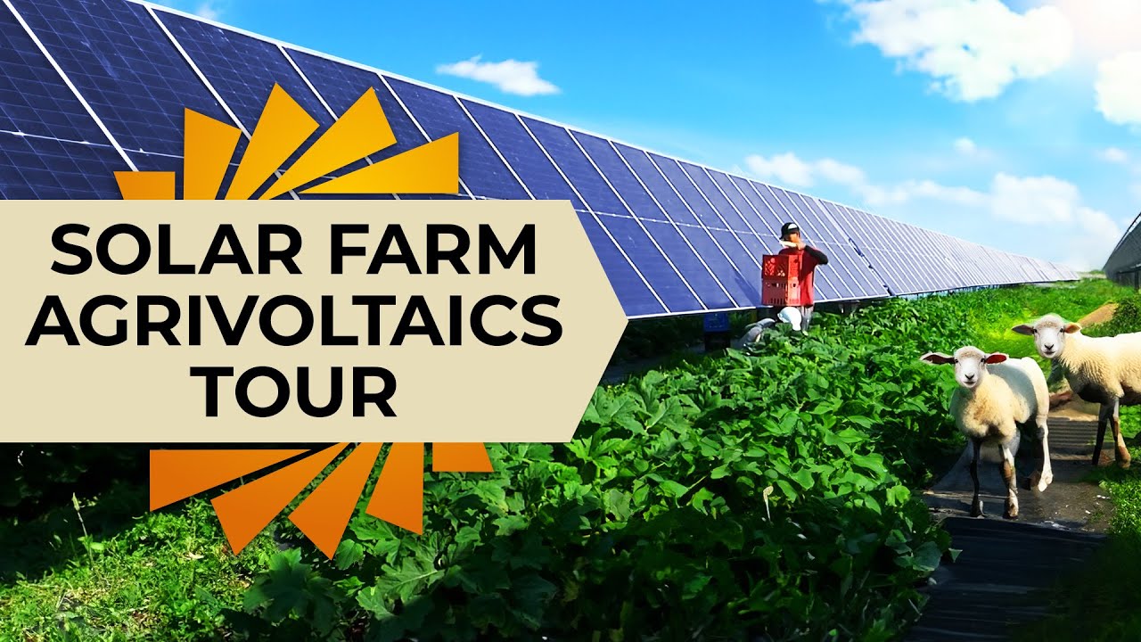 Inside a Real Solar Agrivoltaics Farm (Solar Farm Tour)