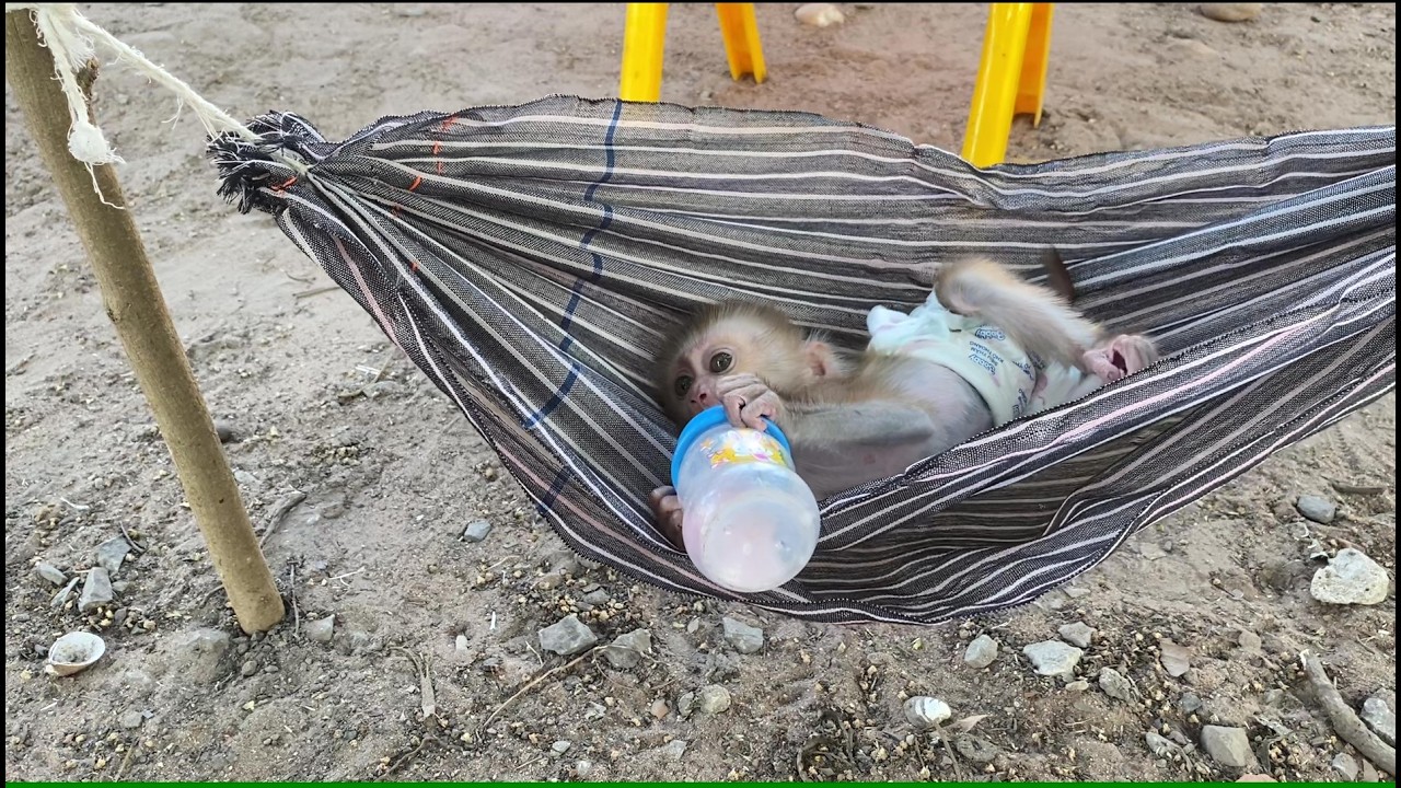 Evening baby monkey enjoy to drink milk juice #monkey