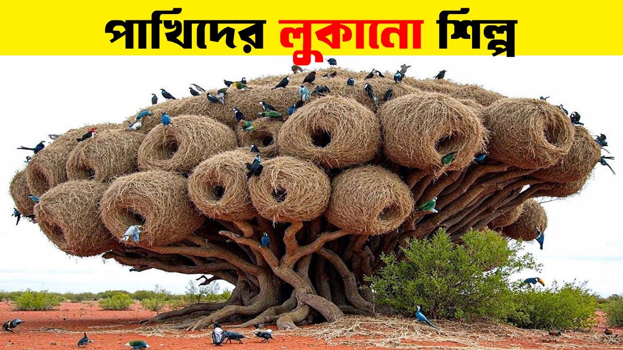 অবিশ্বাস্য পাখির বাসা | Bird Nests Documentary in Bengali | Bisser Bissoy