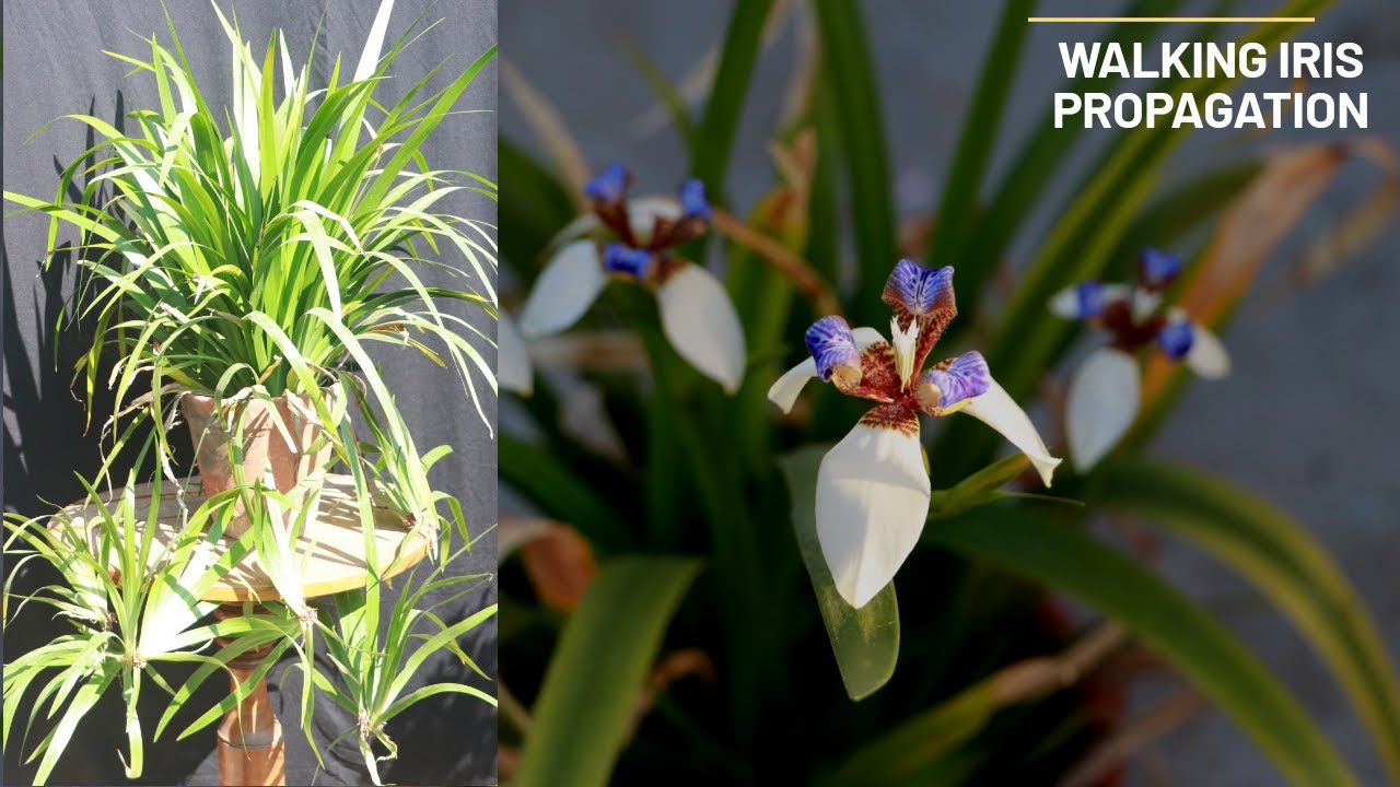 Walking iris Plant Propagation and care, Neomarica northiana, Part 3