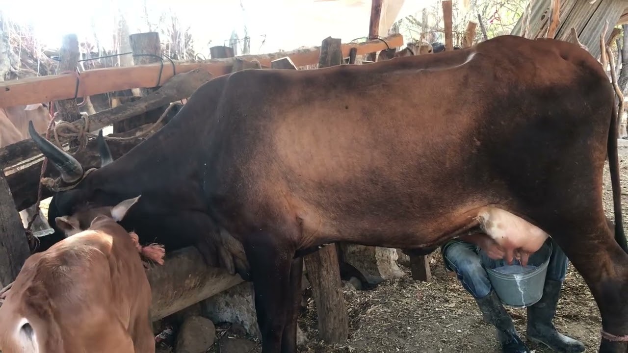 17 de Marzo 2026 vacas lecheras garantizadas 