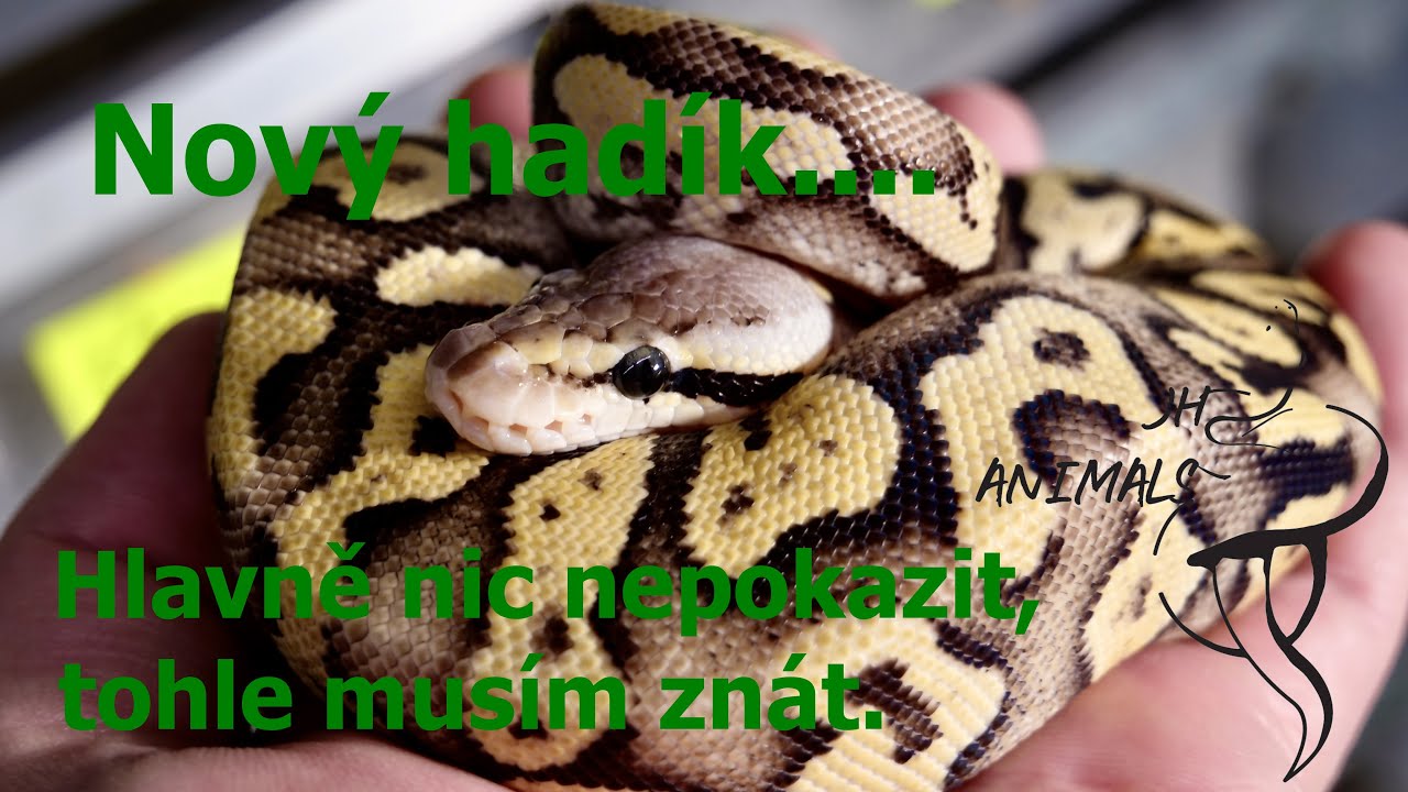 43 Díl JH Animals, jak se postarat o nového hada a nic nepokazit.