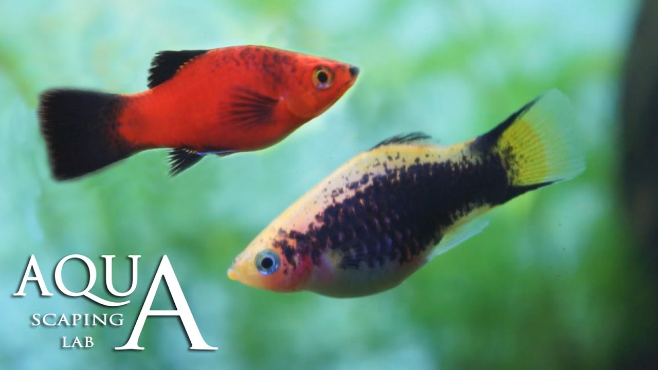 Лаборатория акваскейпинга - Технический паспорт рыбы плати, Xiphophorus Maculatus / scheda tecnic...
