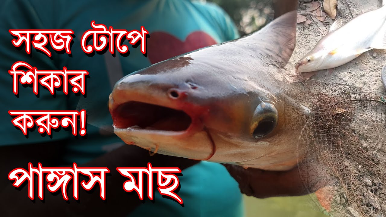 খুব সহজে পাঙ্গাস মাছ শিকাররের টোপ Amazing Pangas Pangasius Catfish Fishing Bait 4K Video