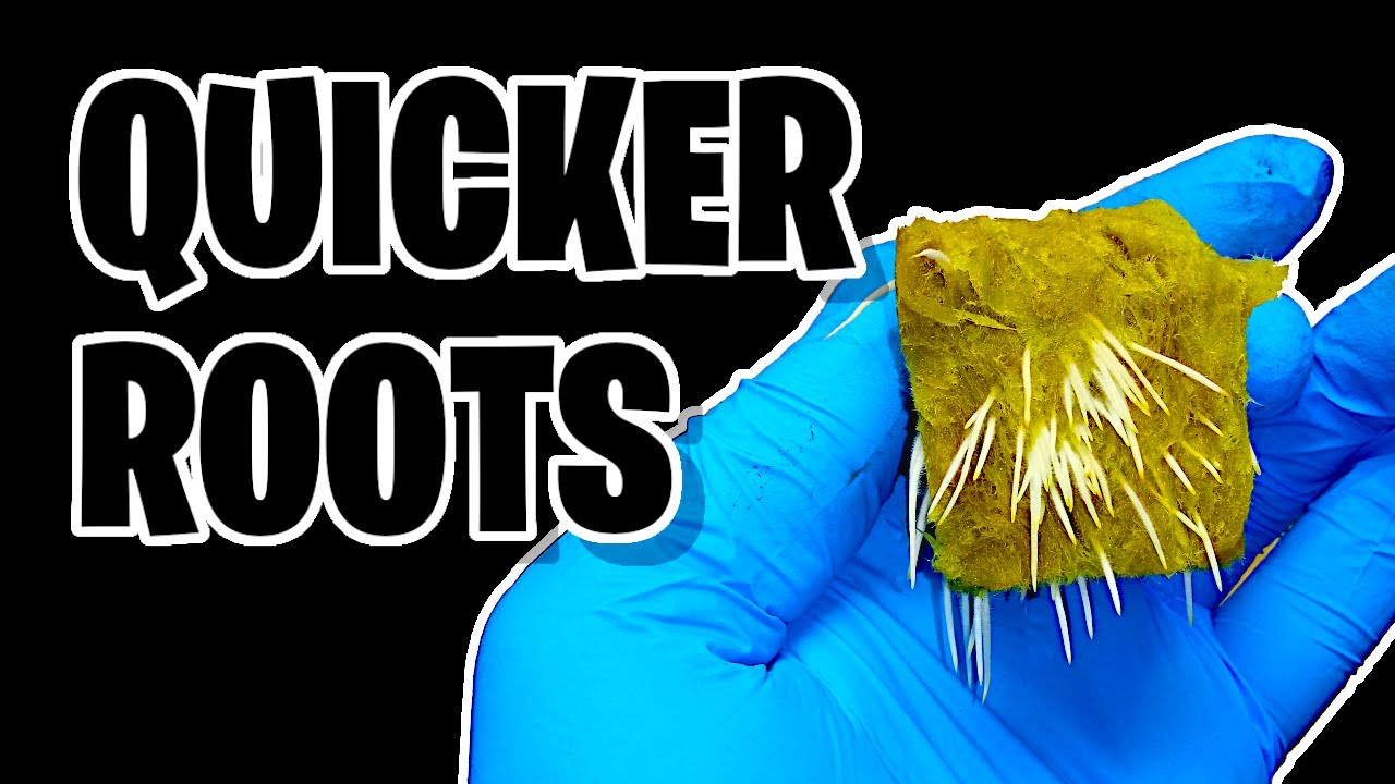 5 Tips For Quicker Rooting Clones