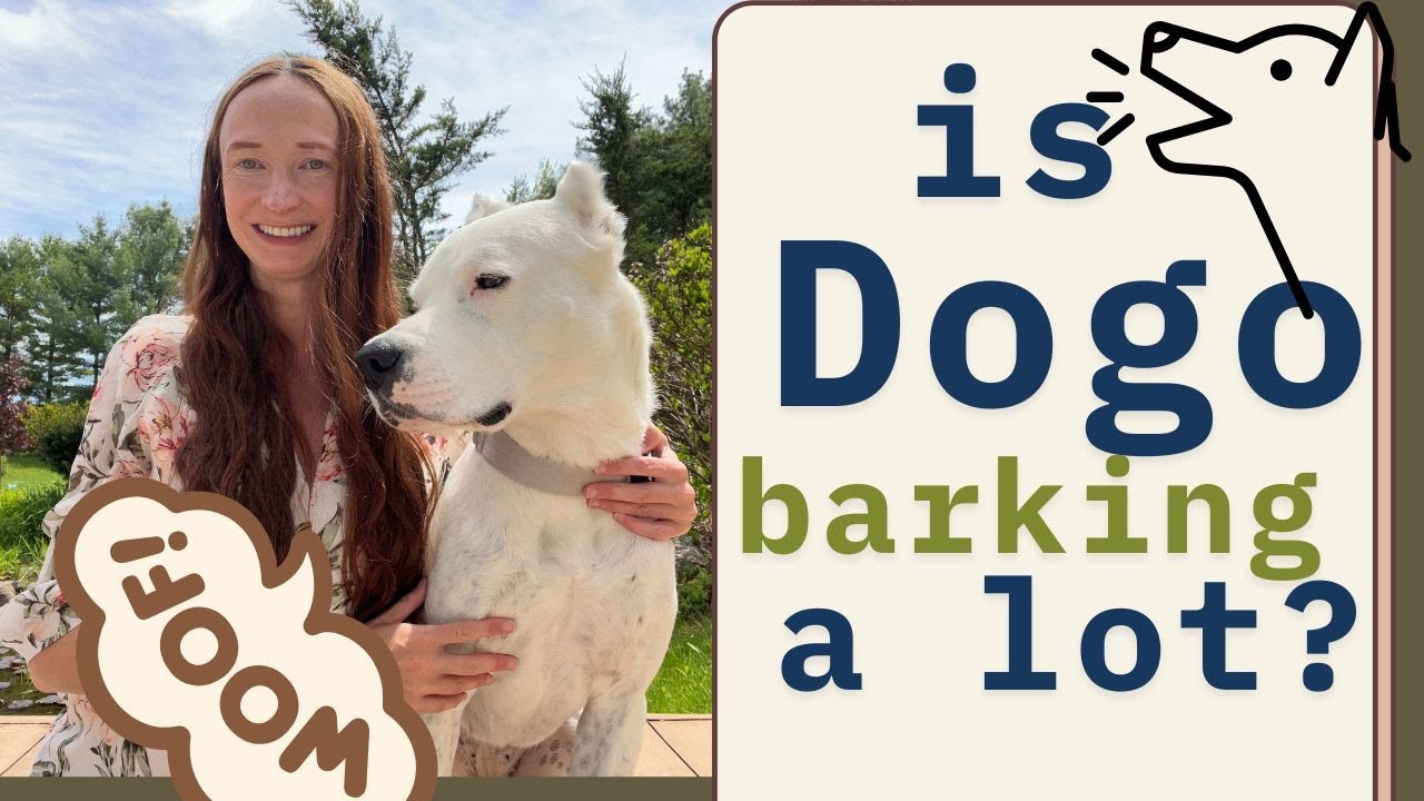 IS DOGO ARGENTINO LAUD OR A QUIET BREED?
