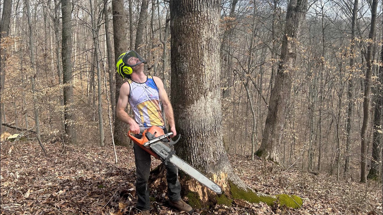 Harvesting Larger Mature White Oak Tree&rsquo;s! Plus other Logging Fun! #216