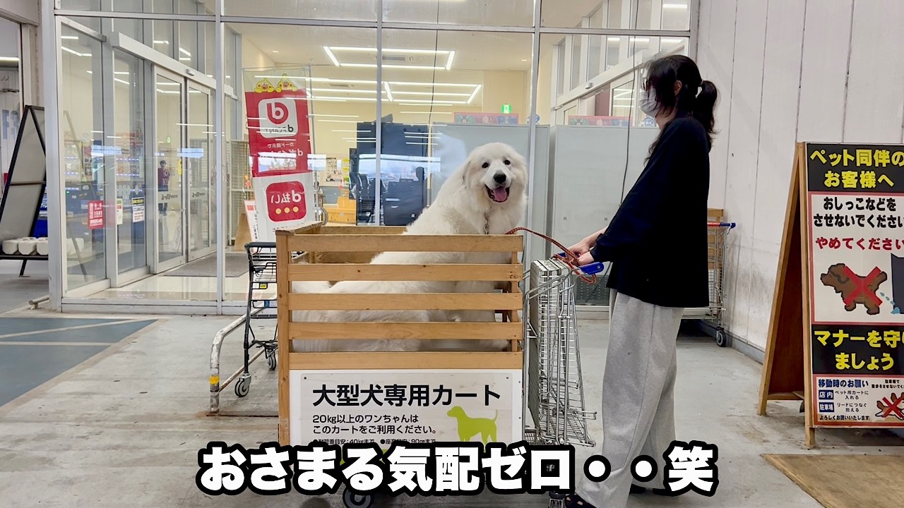 盛大にカートからはみ出ながらショッピングする超大型犬【おやつ爆買い編】