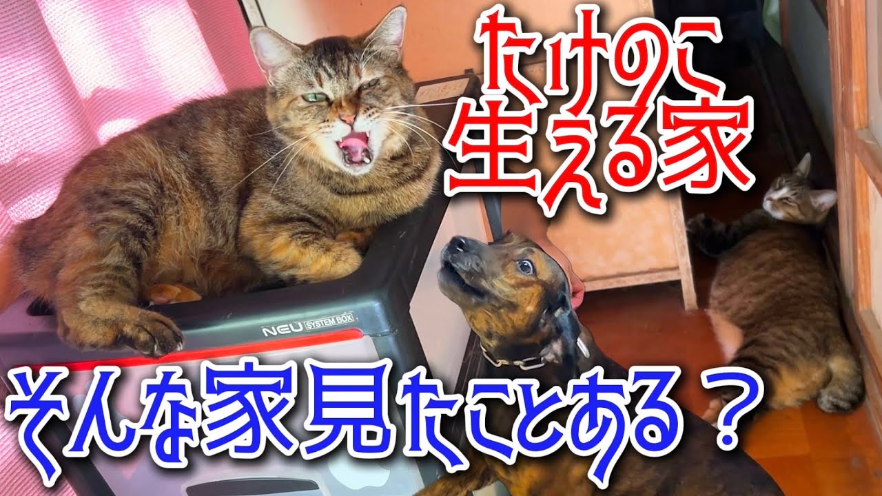 部屋にたけのこ生えてきたんだけどヤバすぎ😂💦