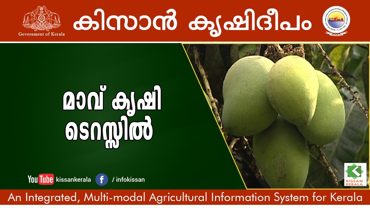 Mango Cultivation on Terrace