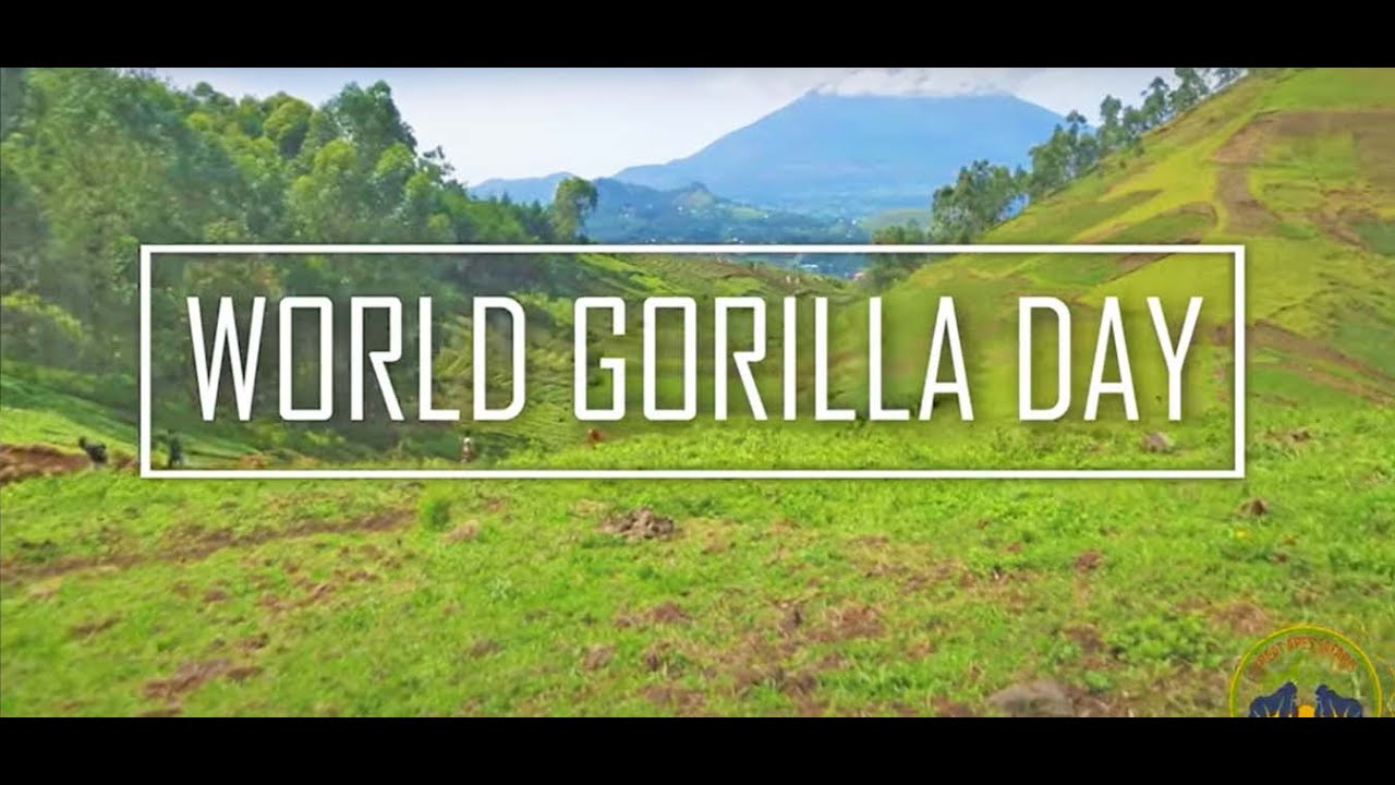 #WorldGorillaDay