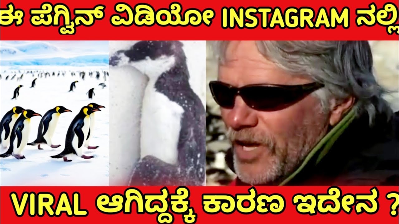 ಈ ಪೆಗ್ವಿನ್ ವಿಡಿಯೋ Instagram ನಲ್ಲಿ Viral ಆಗಿದಕ್ಕೆ ನಿಜವಾದ ಕಾರಣ ಇದೇನಾ? | INSTAGRAM TRENDING VIDEO |