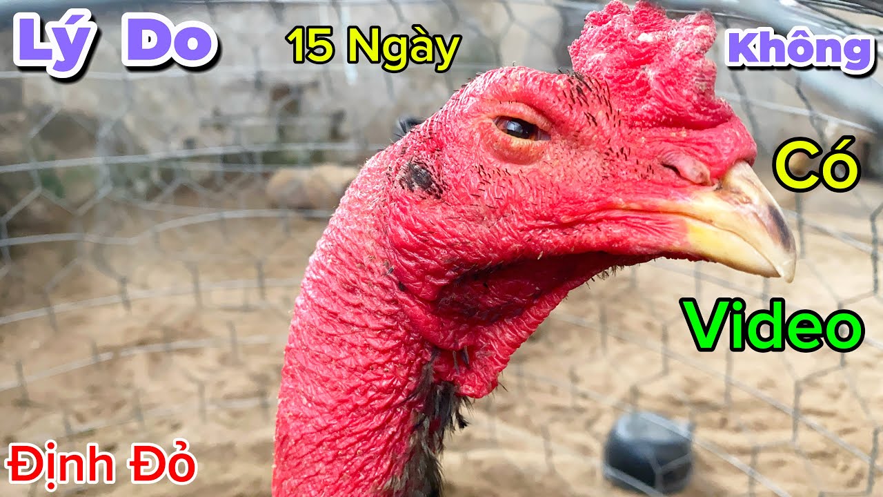 Lý Do 15 Ngày Không Có Video Và Cập Nhật Trang Trại Có Gì Mới | Định Đỏ