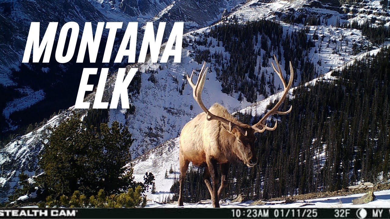 Montana Elk Trail Camera Videos (Volume Up)