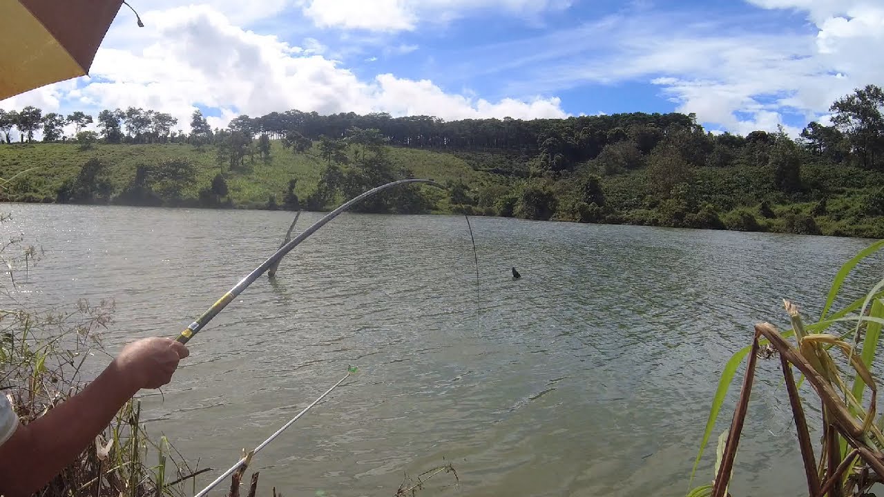 Cá kéo thẳng cần không thả bảo hiểm và cái kết | Câu đài tự nhiên P8 | 27-7-2022