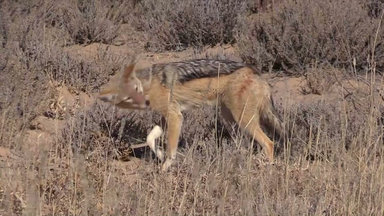 Impressions of Kgalagadi